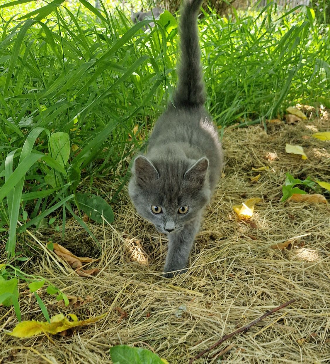 Кошеня Кошенята Котик