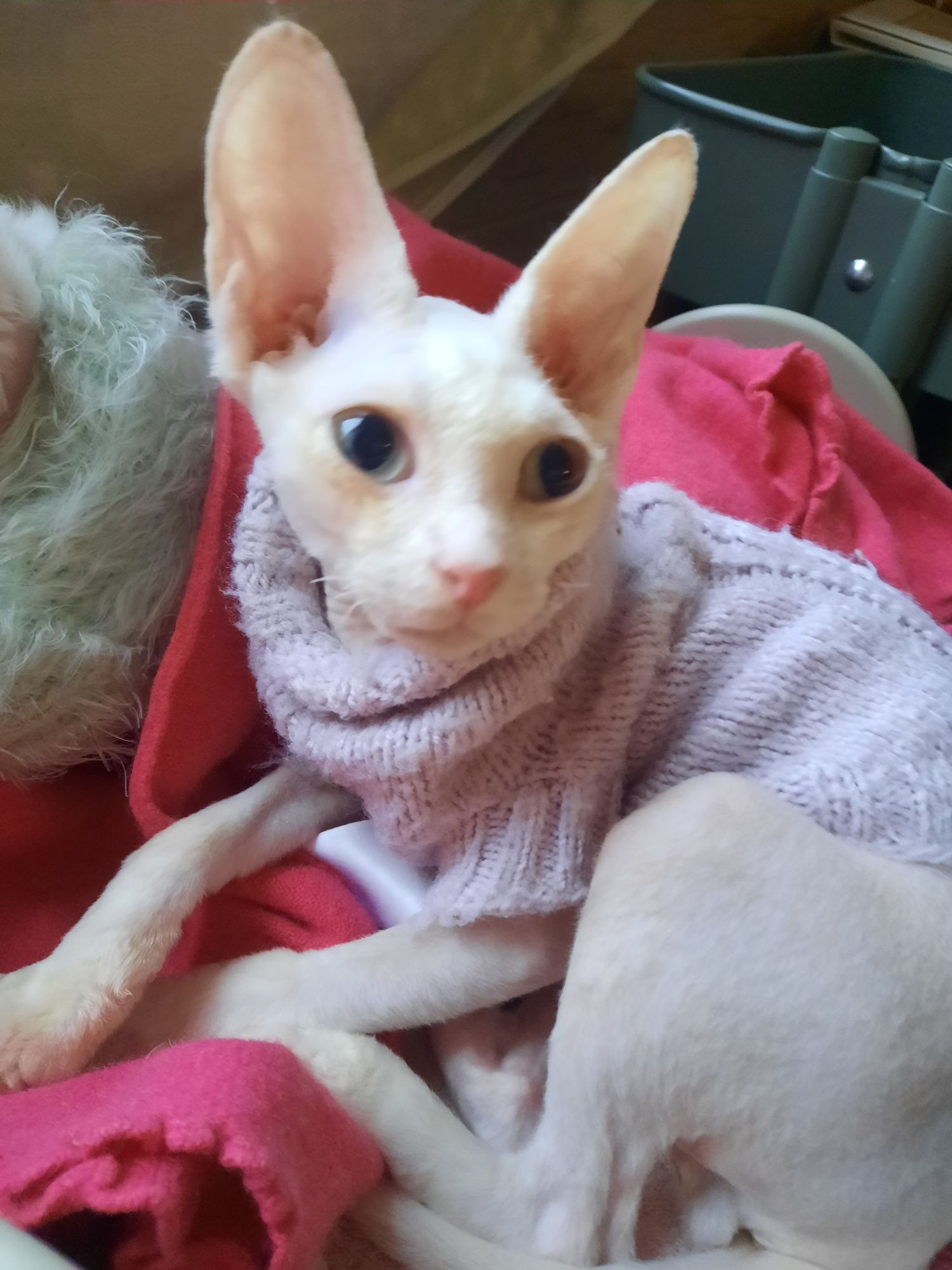 Котик Девон рекс, кошеня эльф, мини сфинкс