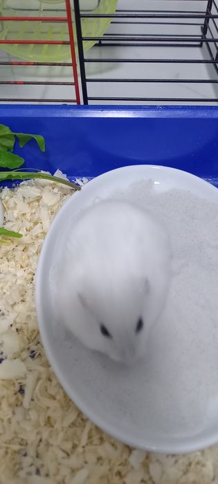 Джингарский хомячок,белоснежного окраса  10 месяцев