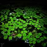 Rośliny z przycinki (rotalia rotundifolia, Moczarka ,Cryptocoryne )