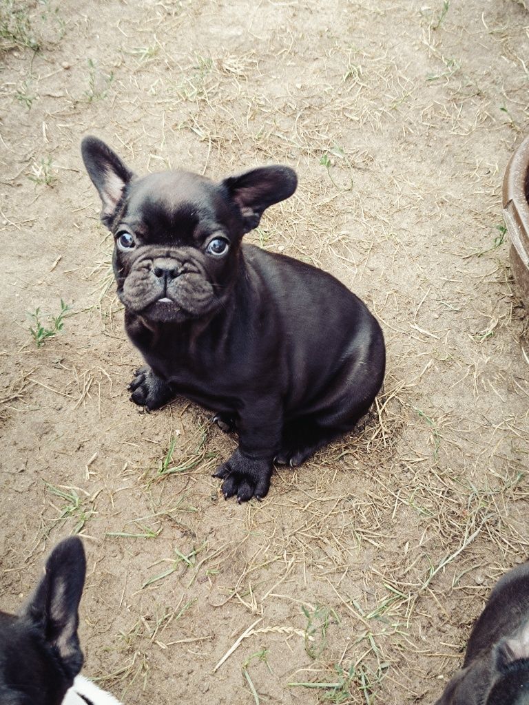 Buldog Francuski