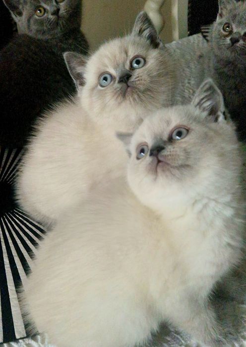 Kotka, kocurek, kotki, koteczki FPL/FIFE kol. point