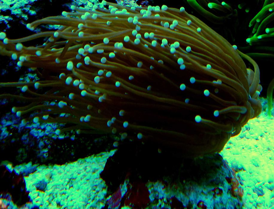 Euphyllia, euphylia glabrescens ancora paraancora
