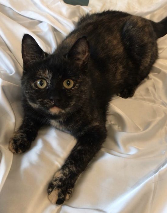 Кошка котенок котята