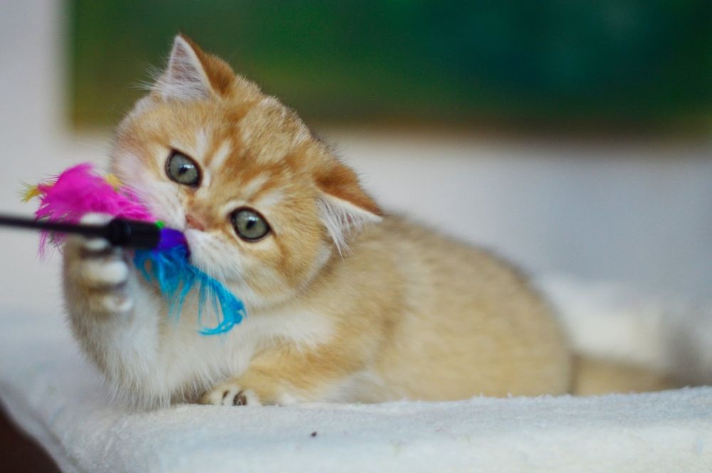 Kotka złota szynszylowa, rodowód FPL, możliwa opcja do hodowli