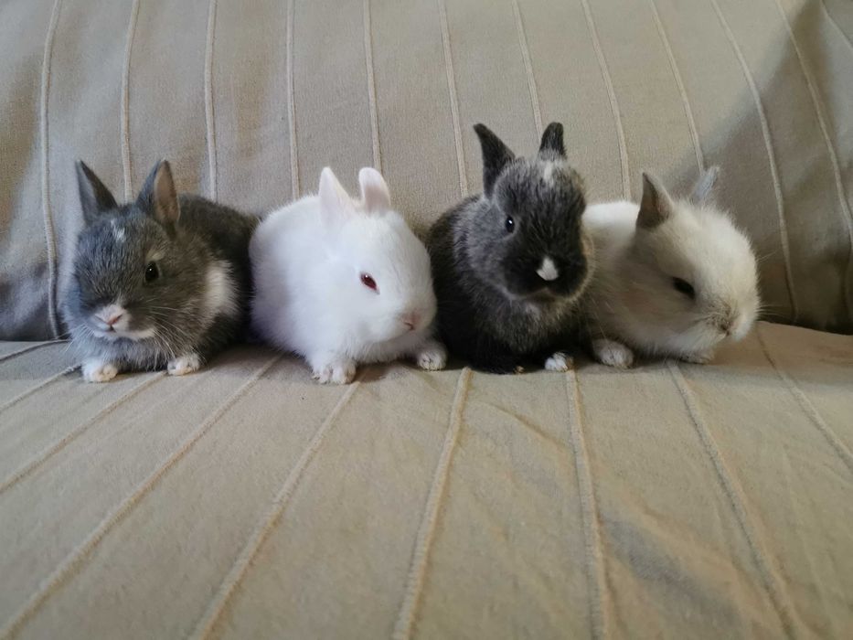 KIT completo coelhos anões + gaiola nova + comida