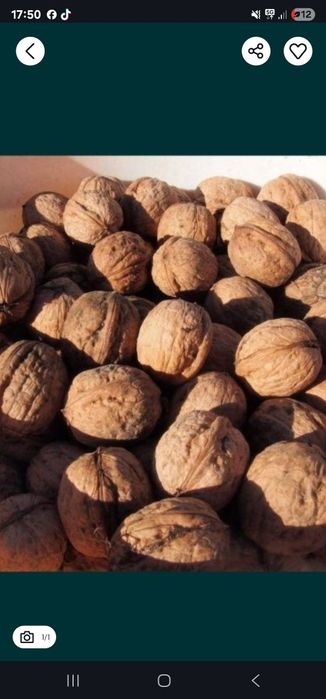 Orzechy włoskie 5 kg