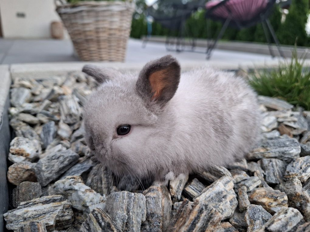 Królik miniaturka króliczek mini lop