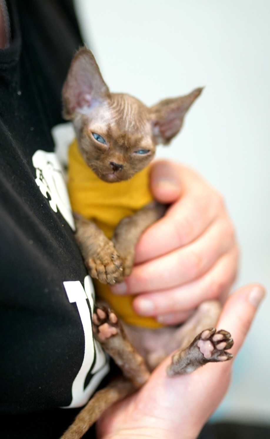 Gucio czekoladowy kocur Devon Rex