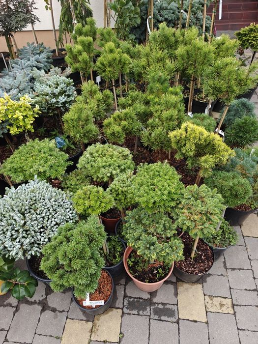 Японські клени, сосни, нівакі, магнолії