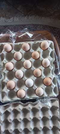 Яйце інкубаційне Редбро