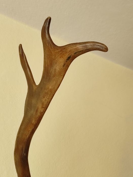 Poroże jelenia, duże cenne trofeum myśliwskie