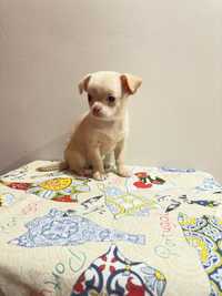 Chihuahua mini mini