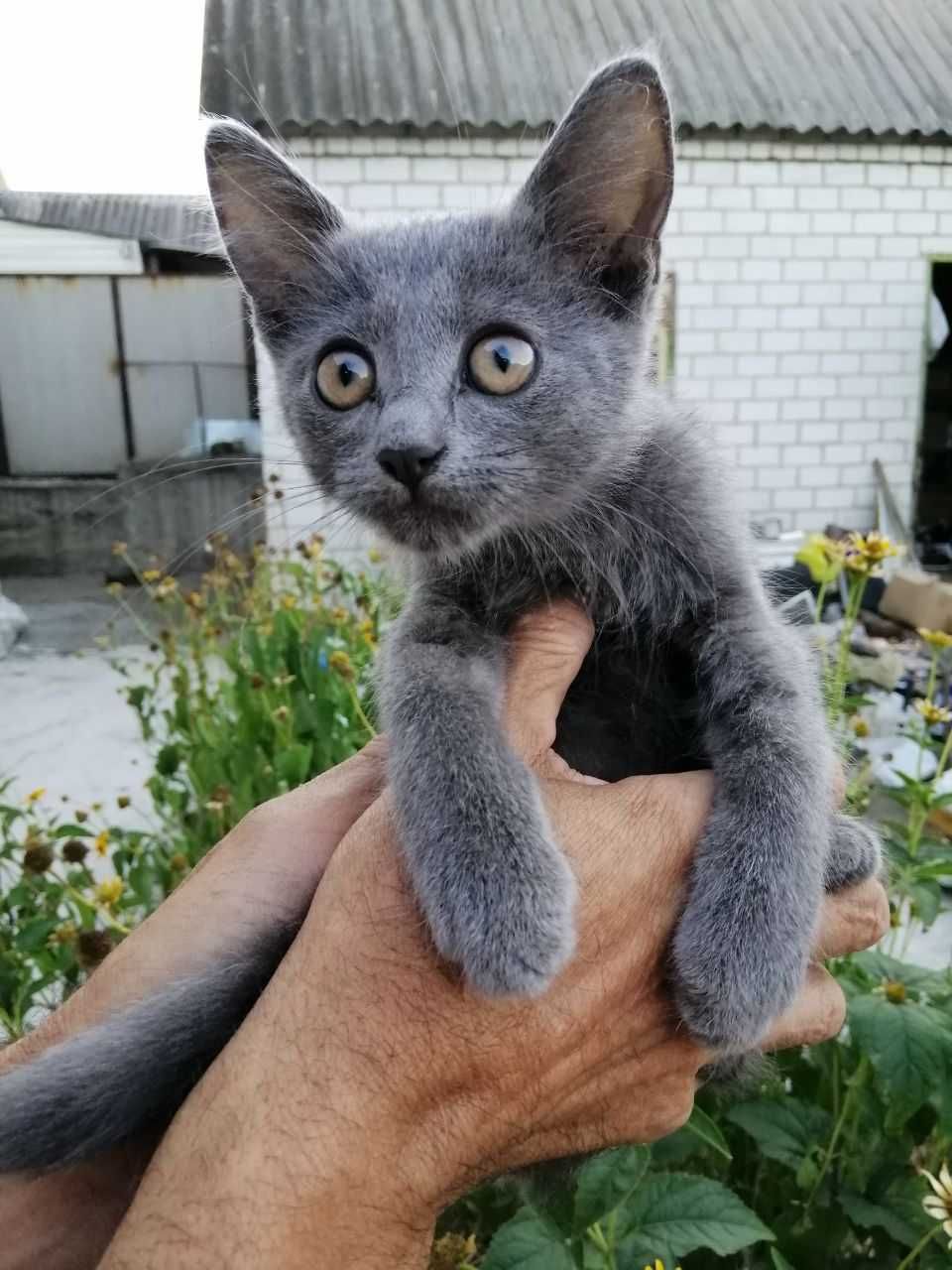 Отдам в добрые руки котят