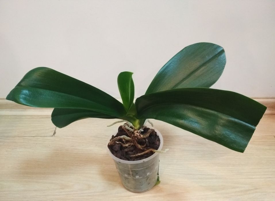 Орхидея фаленопсис, глипкура