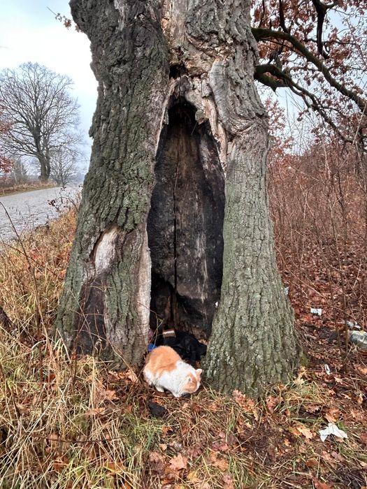 Котик в хороші руки