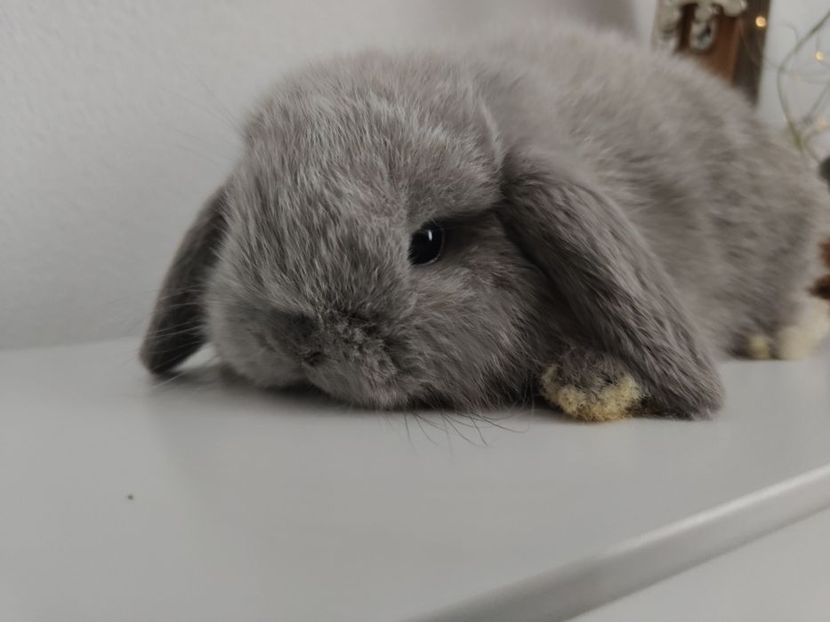 Mini Lop królik gotowe na zmianę domku
