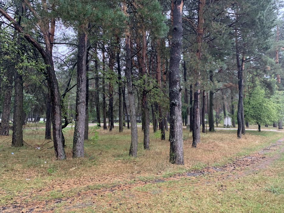 Продам будинок поруч з сосновим лісом