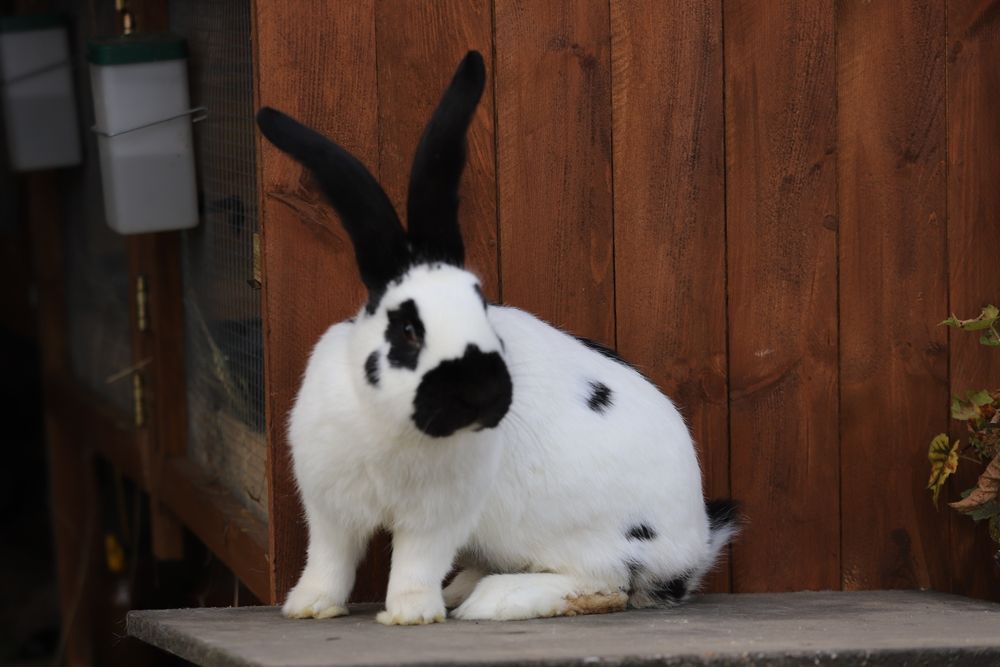 Samiec olbrzym srokacz niemiecki
