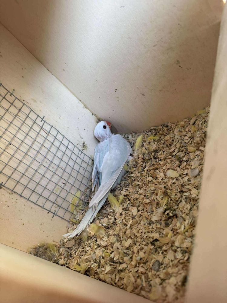 Vendo lote de aves ou troco
