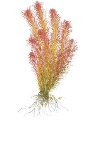 Rotala Indica – Planta aquática