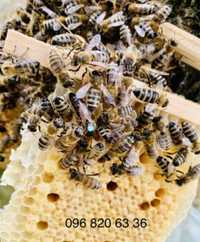 Матки УС, бджоломатки