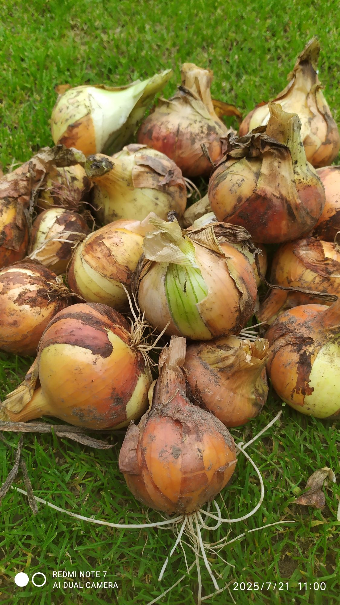 Cebula ekologiczna