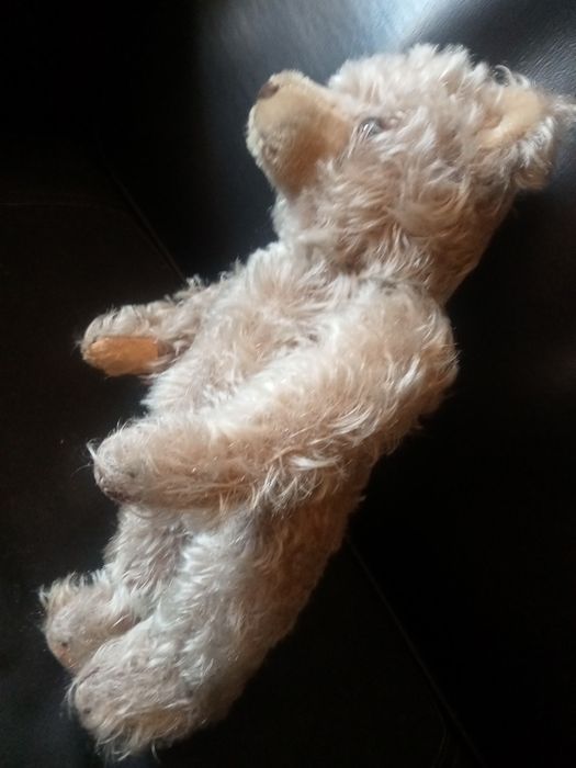 Miś Steiff trociniak twardy , z maszynka do mruczenia sprawna XXw 30cm