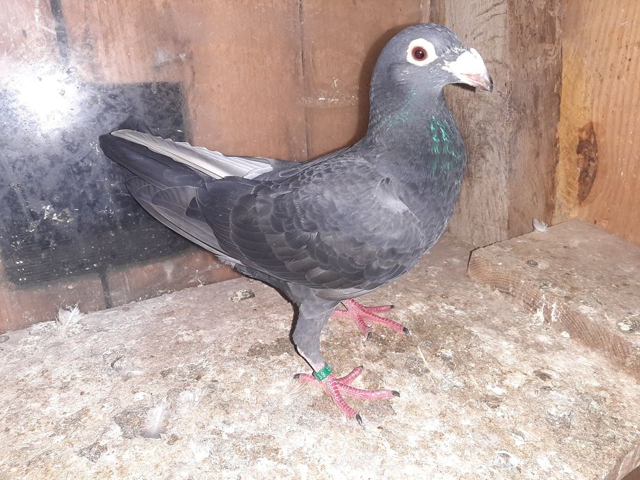 Pombos de linha antiga