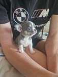 Do rezerwacji sunia chihuahua krótkowłosa