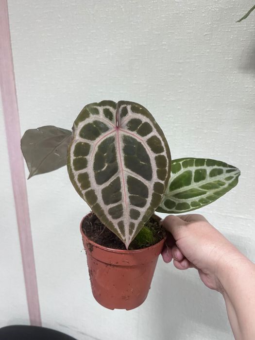 Антуріум пінк блаш колекційний