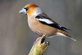 Cruza Bicos anilhados 2024/2025(varias aves)