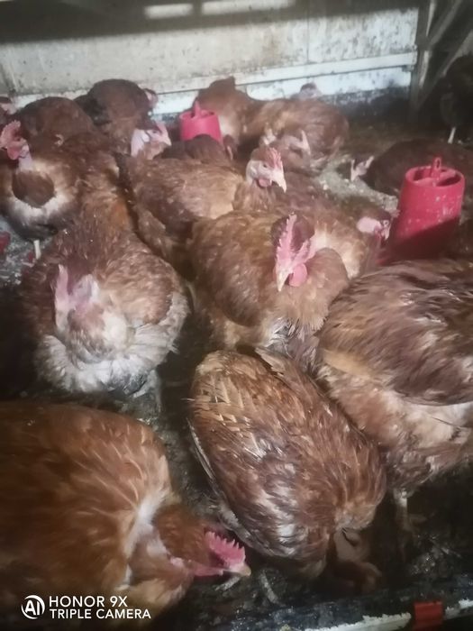 Курочка Голошийка Іспанка червона