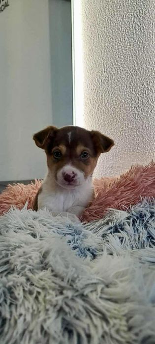 Meninas Porte Pequeno/Médio (10kg)