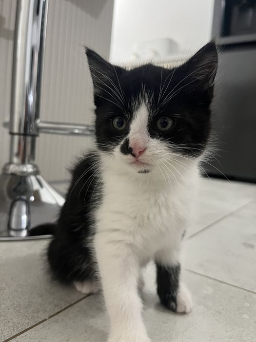 Śliczna mala koteczka do oddania za darmo