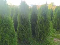 Туя західна Смарагд Smaragd - Thuja occidentalis Smaragd