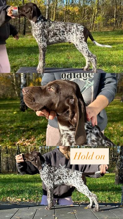 wyżeł niemiecki krótkowłosy Zkwp/Fci