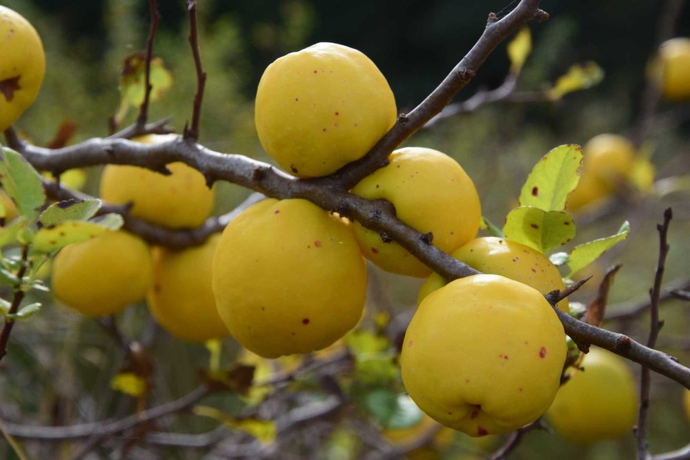 Pigwowiec Japoński owoce Ekologiczne
