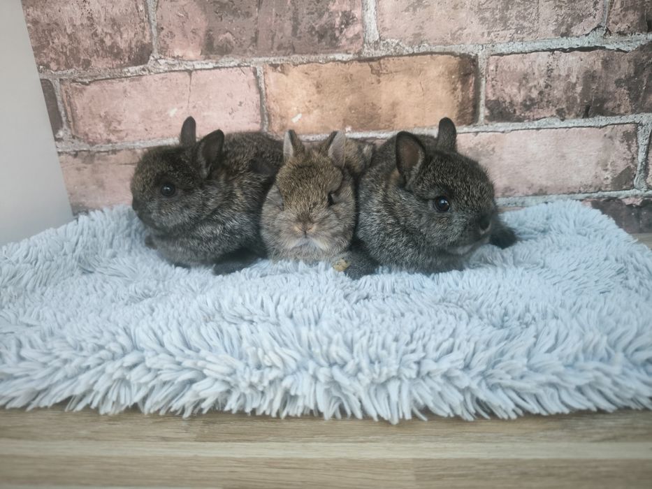Króliczki rasy Karzełek Ciemnoszary szary mini króliki