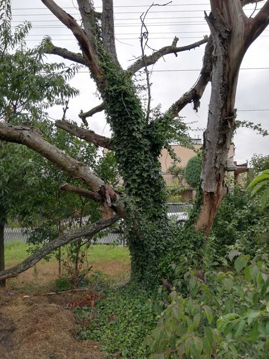 Orzech na deski, całe drzewo