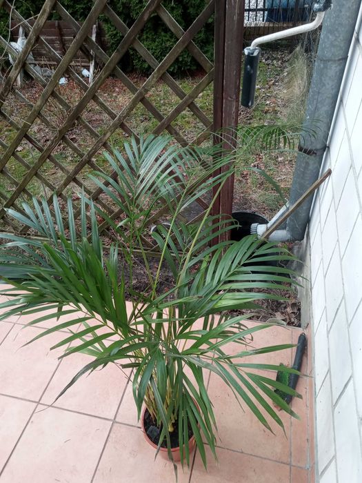 Palma areka duża bryła