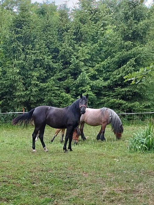 Sprzedam klacz śląską
