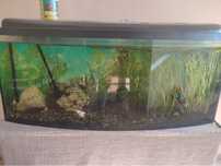 Akwarium 250l.