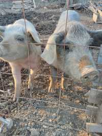 Casal de porcos cruzados bisaro com pietran