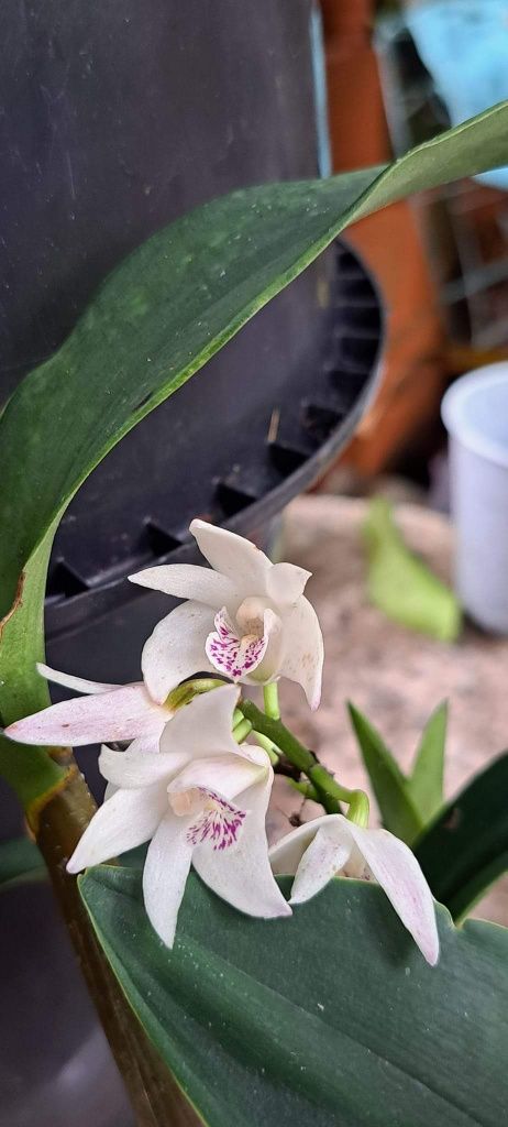 Orquideas Dendrobium kingianum