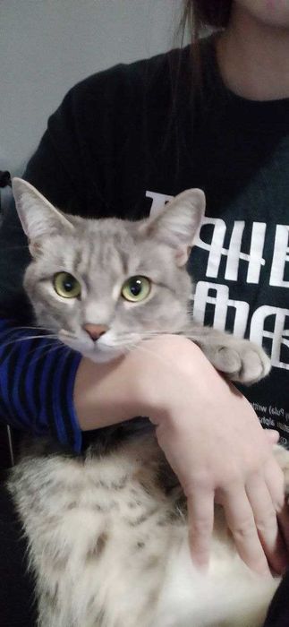 Апостолове загубилася кішка вул. Рекордна