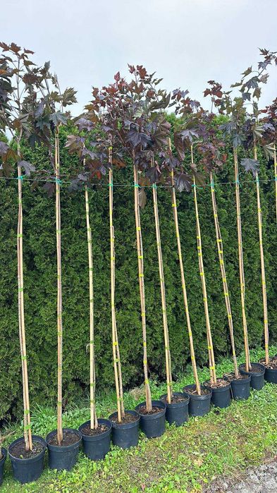 Klon szczepiony Katalpa Globosum Acer pseudoplatanus Princeton Gold