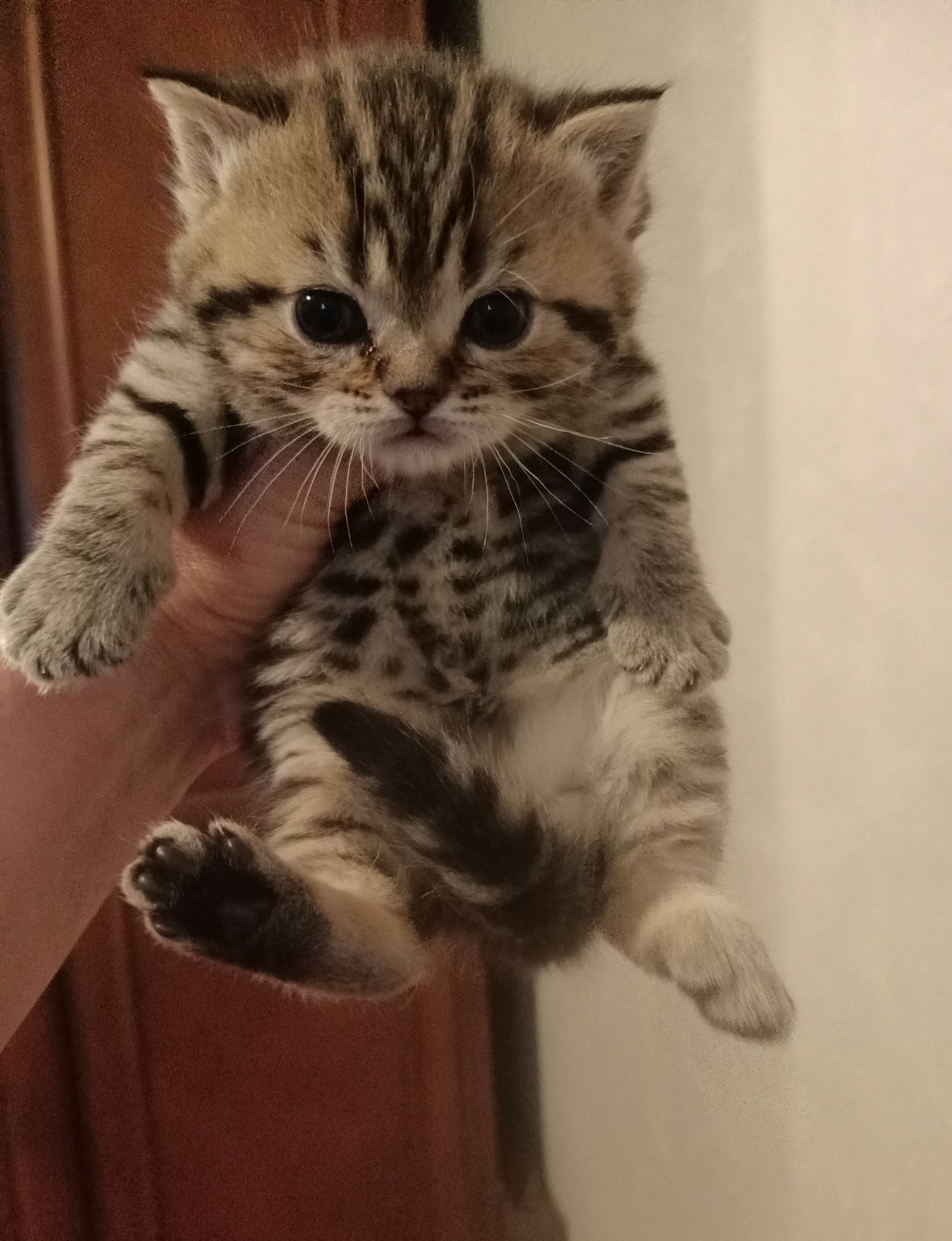 Кошенята шотландці