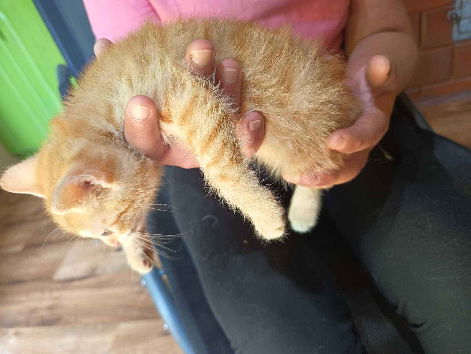 Mały rudy kotek Garfield szuka domu (nr 10)