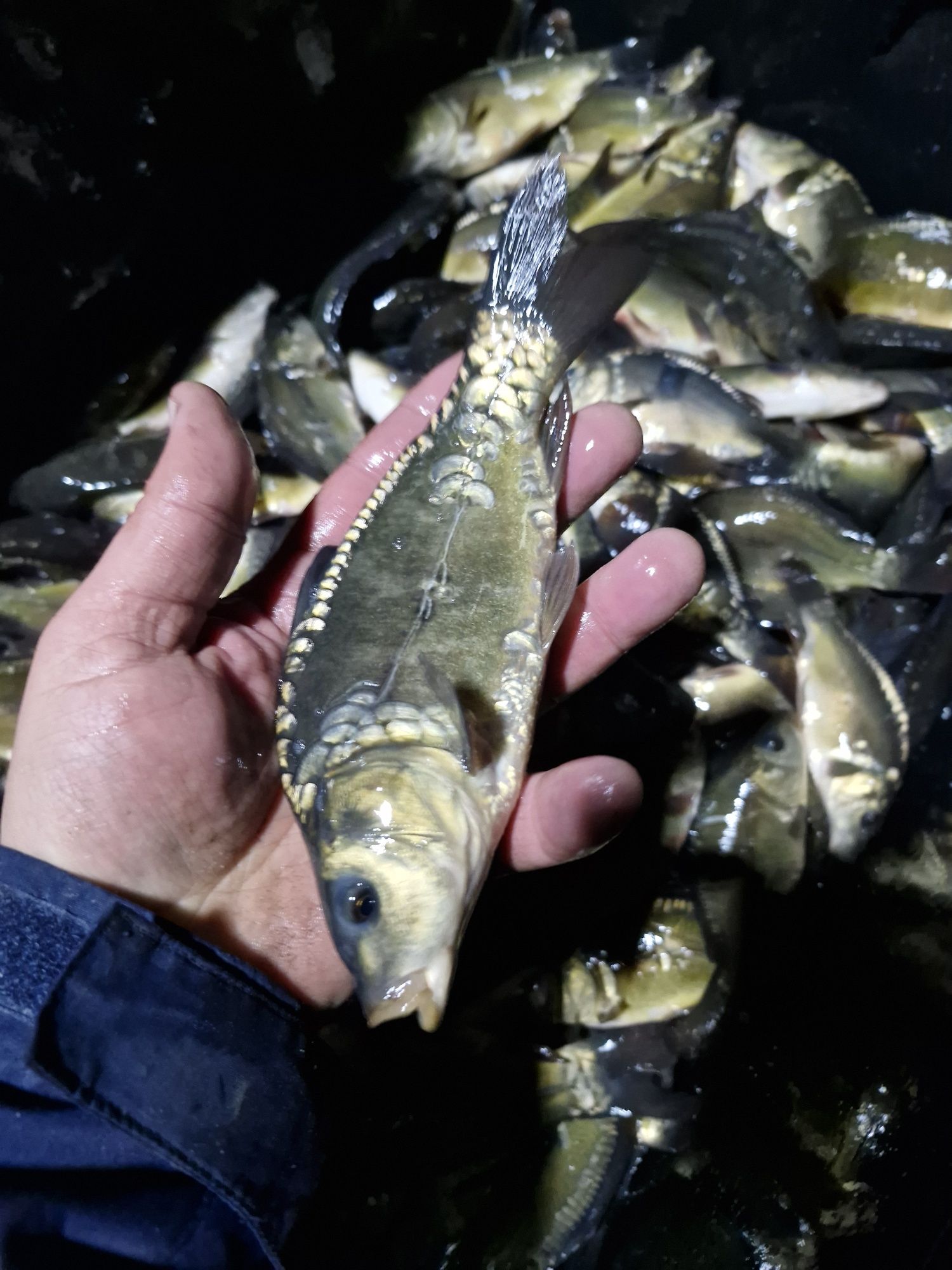 Narybek i kroczek karpia